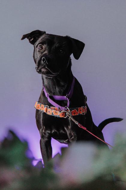 Enlarge Stormy, a Adoptable mixed breed in Elmira, NY image 2/3