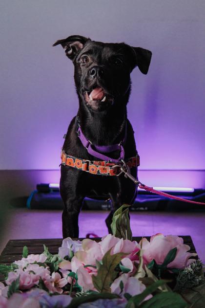 Enlarge Stormy, a Adoptable mixed breed in Elmira, NY image 3/3