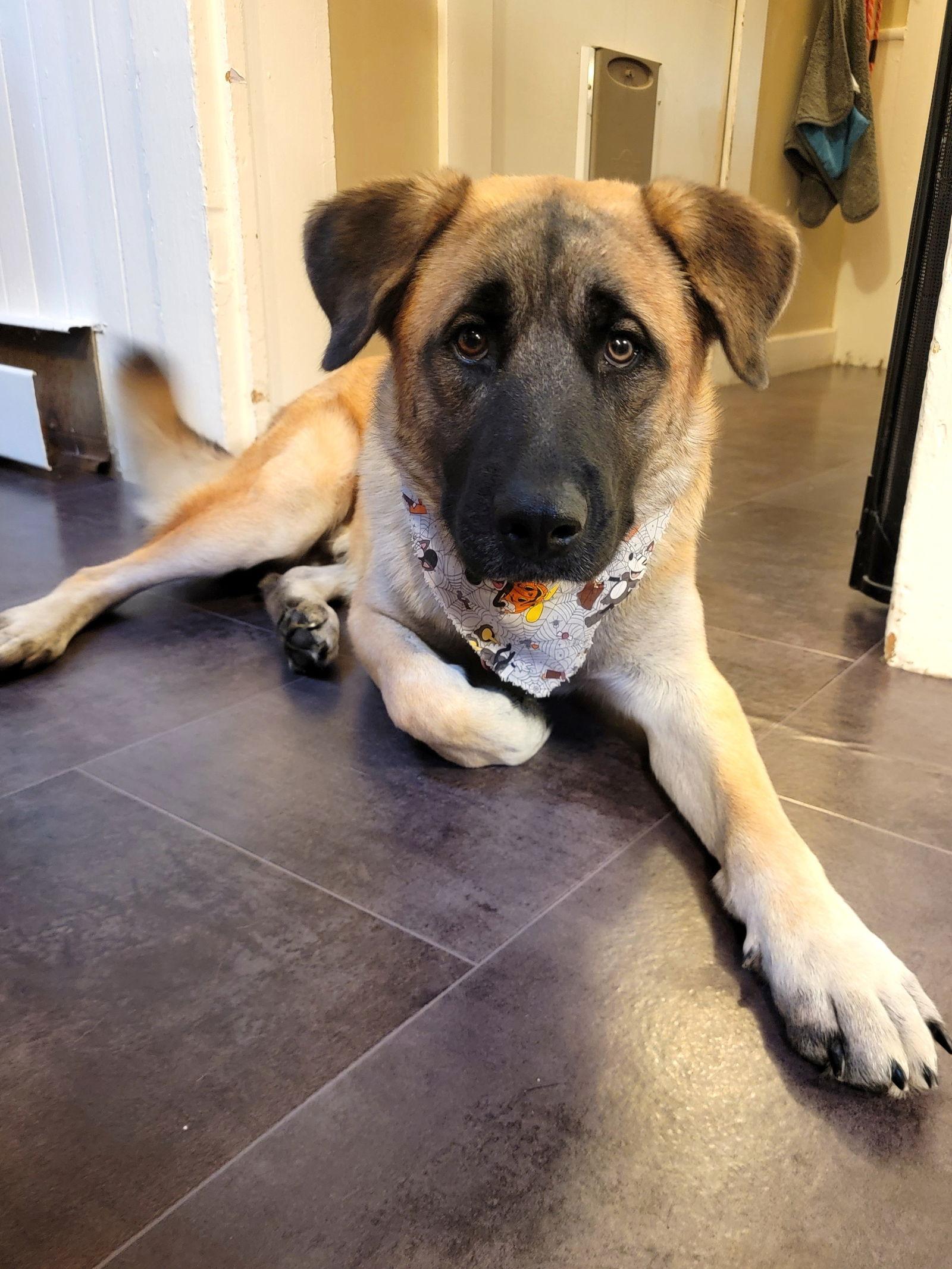 Brewski *LOCAL*, Adopted, Young Male Shepherd & Black Mouth Cur.