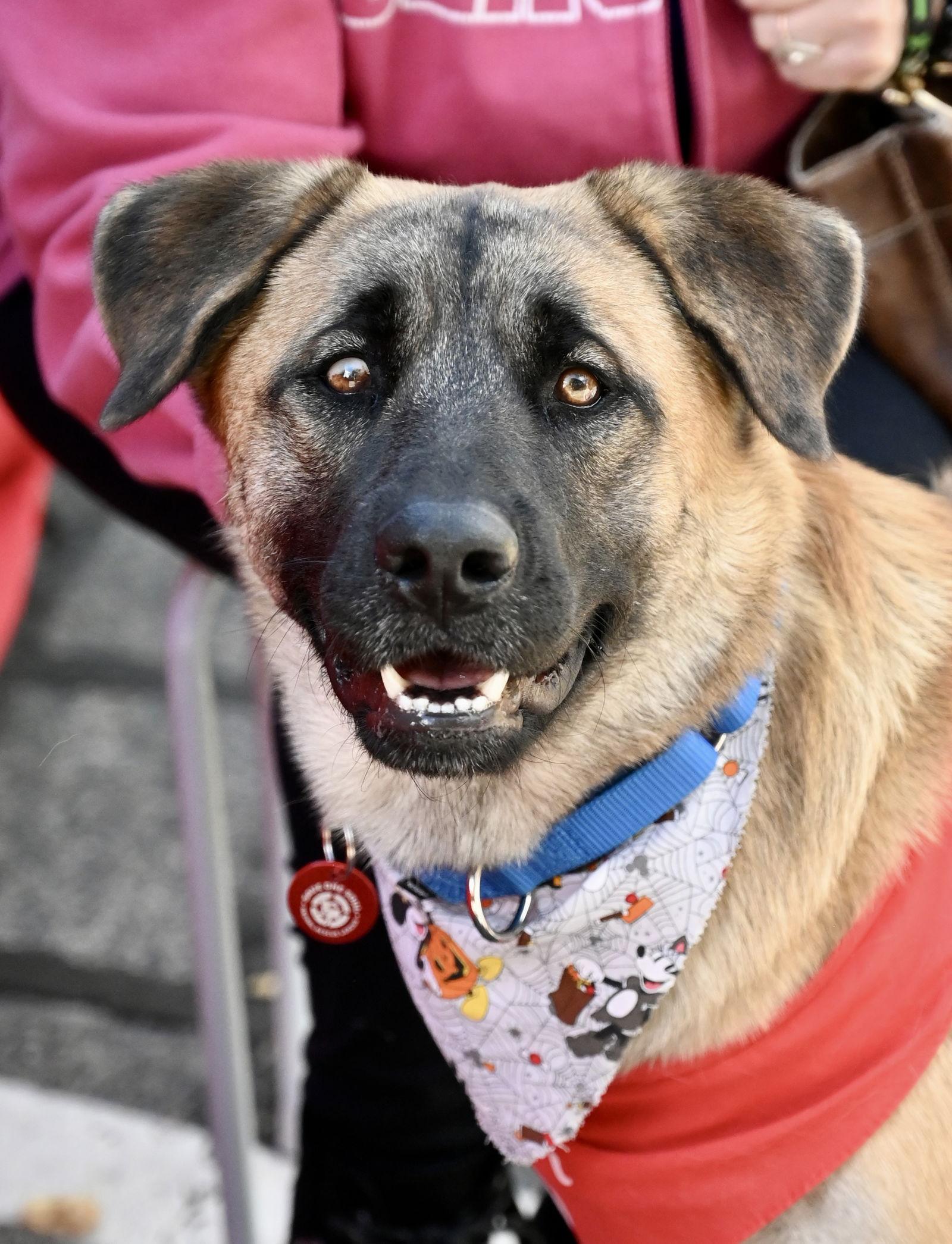 Enlarge Brewski  *LOCAL*, a Adopted mixed breed in Wakefield, RI image 2/3