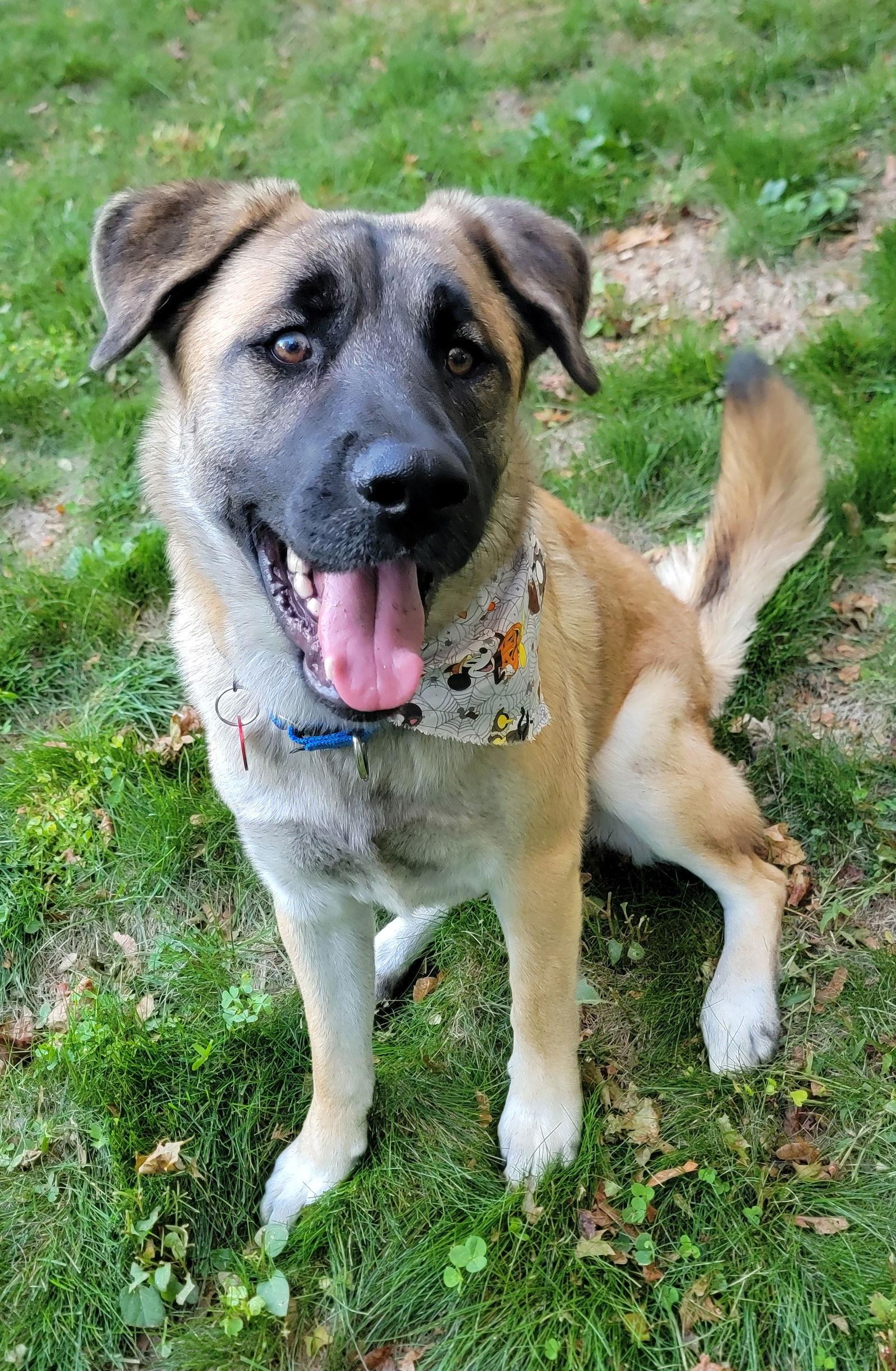 Enlarge Brewski  *LOCAL*, a Adopted mixed breed in Wakefield, RI image 3/3