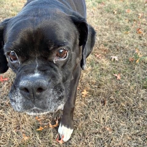 Enlarge Bud, an adopted Boxer in Middlesex, NJ image 1/4