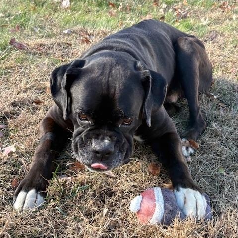 Enlarge Bud, an adopted Boxer in Middlesex, NJ image 2/4