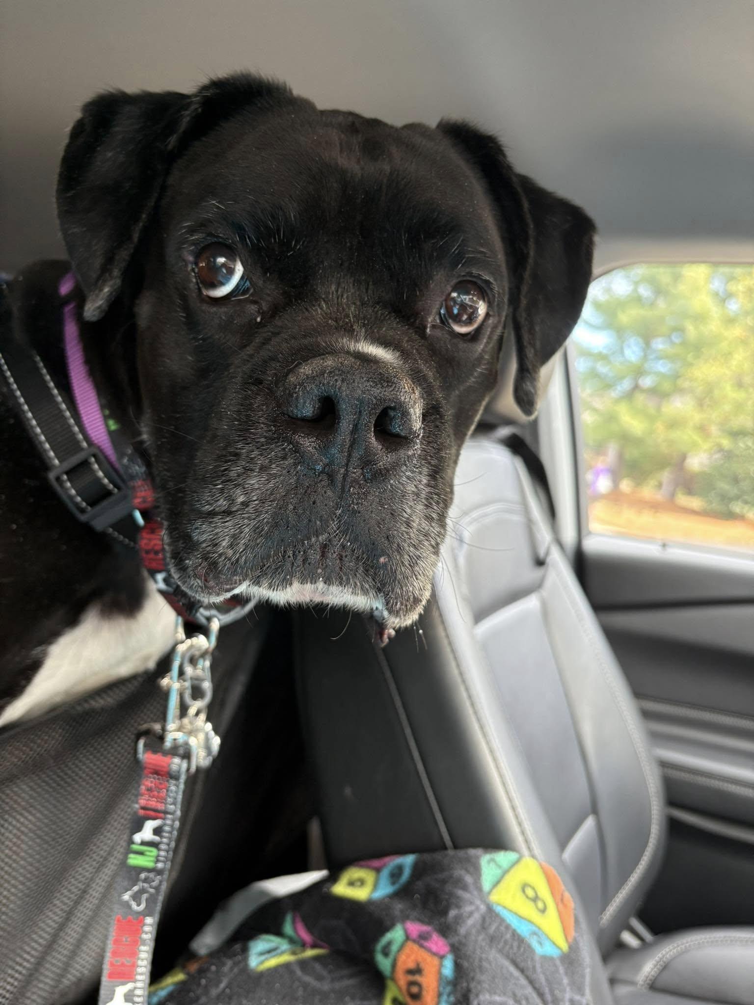 Enlarge Bud, an adopted Boxer in Middlesex, NJ image 3/4