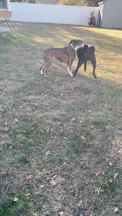 Enlarge Bud, an adopted Boxer in Middlesex, NJ video 4/4