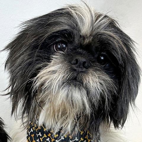 Mac, a Adoptable mixed breed in Kerrville, TX image 1/2