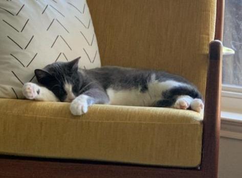 Enlarge Ozen, a Adoptable Domestic Medium Hair in Tomball, TX image 1/4