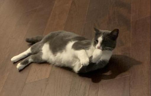 Enlarge Ozen, a Adoptable Domestic Medium Hair in Tomball, TX image 2/4