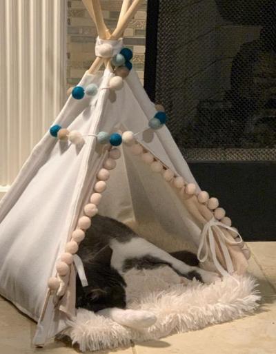 Enlarge Ozen, a Adoptable Domestic Medium Hair in Tomball, TX image 3/4