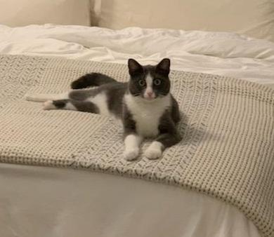 Enlarge Ozen, a Adoptable Domestic Medium Hair in Tomball, TX image 4/4