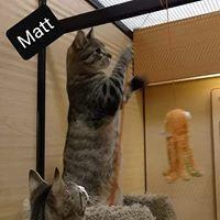 Enlarge Matt, a Adoptable Tabby in Willingboro, NJ image 1/4