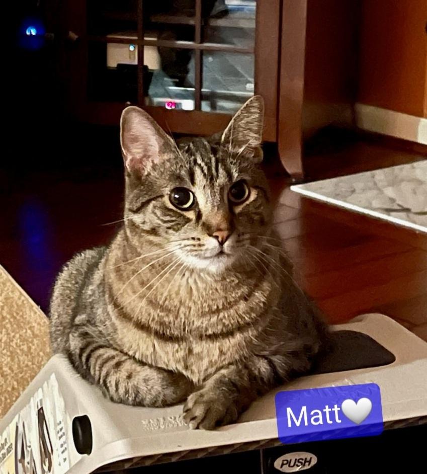 Enlarge Matt, a Adoptable Tabby in Willingboro, NJ image 2/4