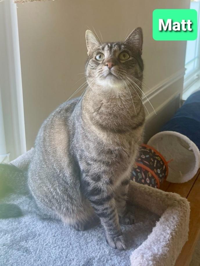 Enlarge Matt, a Adoptable Tabby in Willingboro, NJ image 3/4