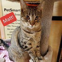 Enlarge Matt, a Adoptable Tabby in Willingboro, NJ image 4/4