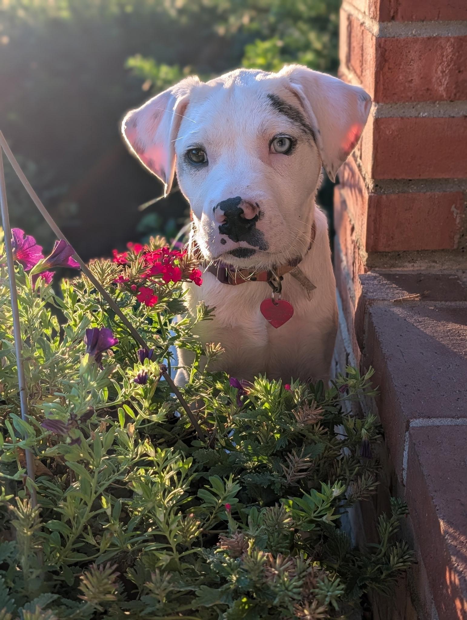 Phoebe, ADOPTABLE, Puppy Female Terrier & Boxer.