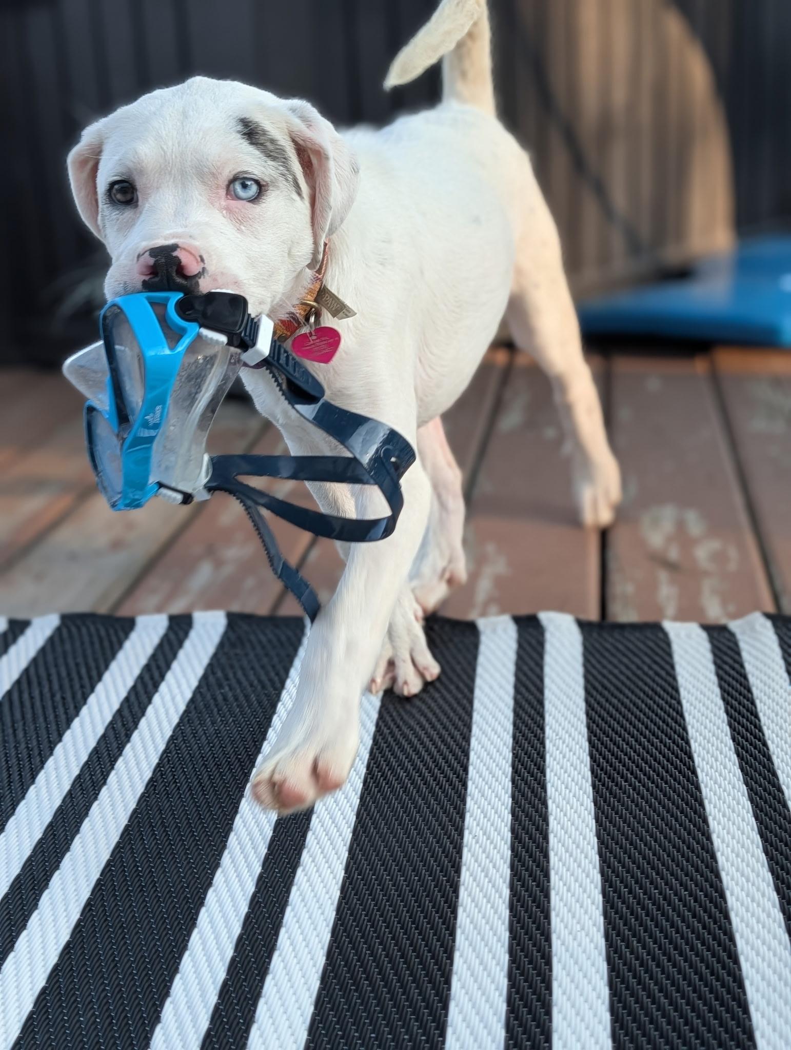 Phoebe, a ADOPTABLE mixed breed in Byron, IL image 5/6
