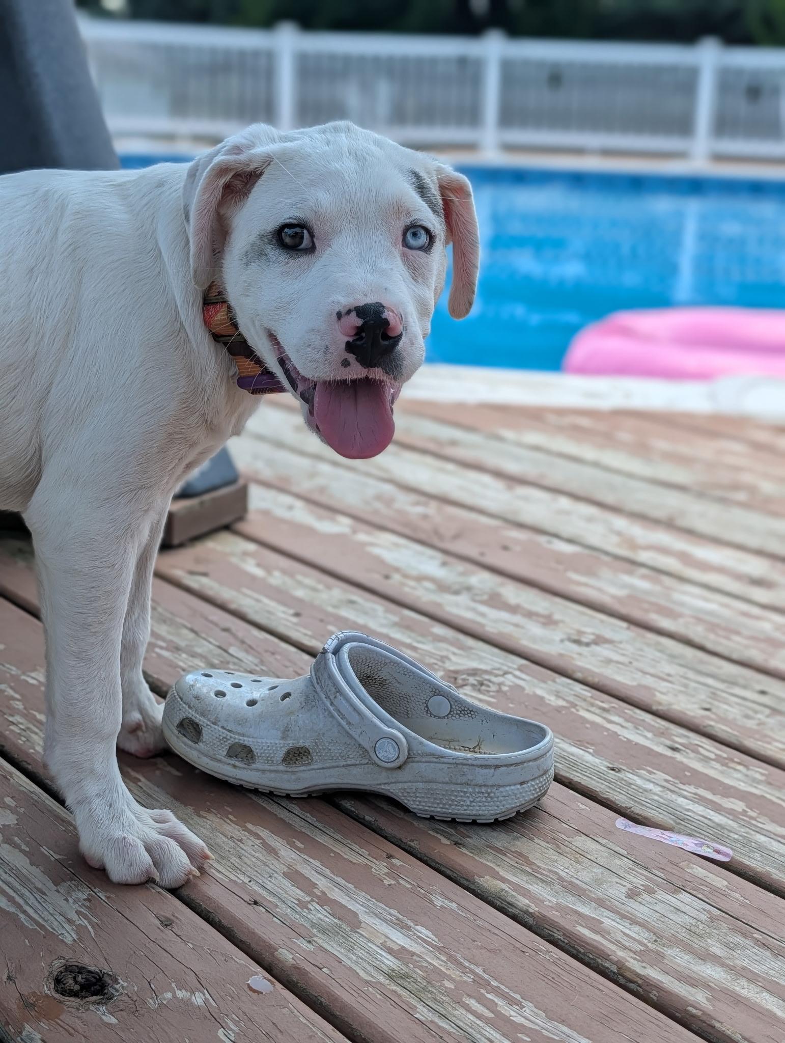 Phoebe, a ADOPTABLE mixed breed in Byron, IL image 4/6