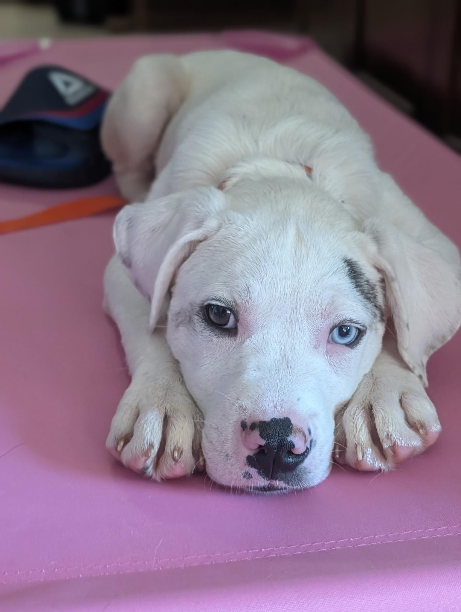 Phoebe, a ADOPTABLE mixed breed in Byron, IL image 6/6