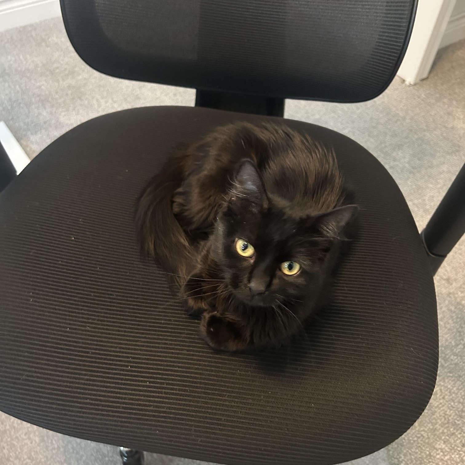 Enlarge Margot, a ADOPTABLE Domestic Medium Hair in Denver, CO image 3/3