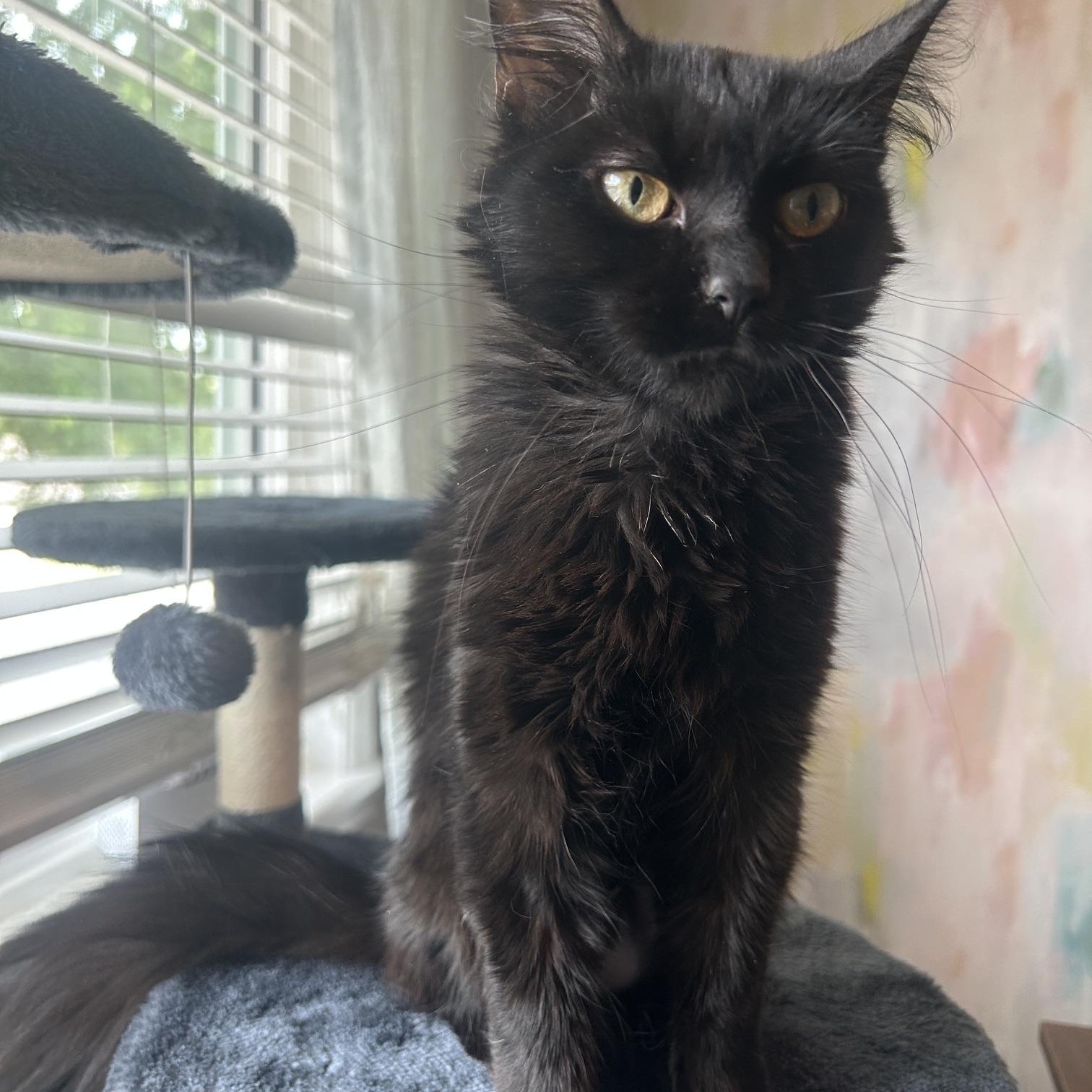 Enlarge Margot, a ADOPTABLE Domestic Medium Hair in Denver, CO image 2/3