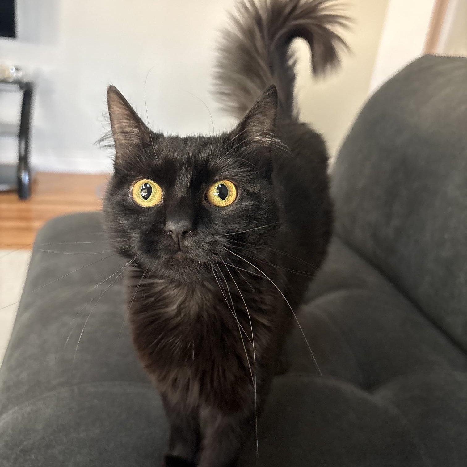 Margot, ADOPTABLE, Young Female Domestic Medium Hair.