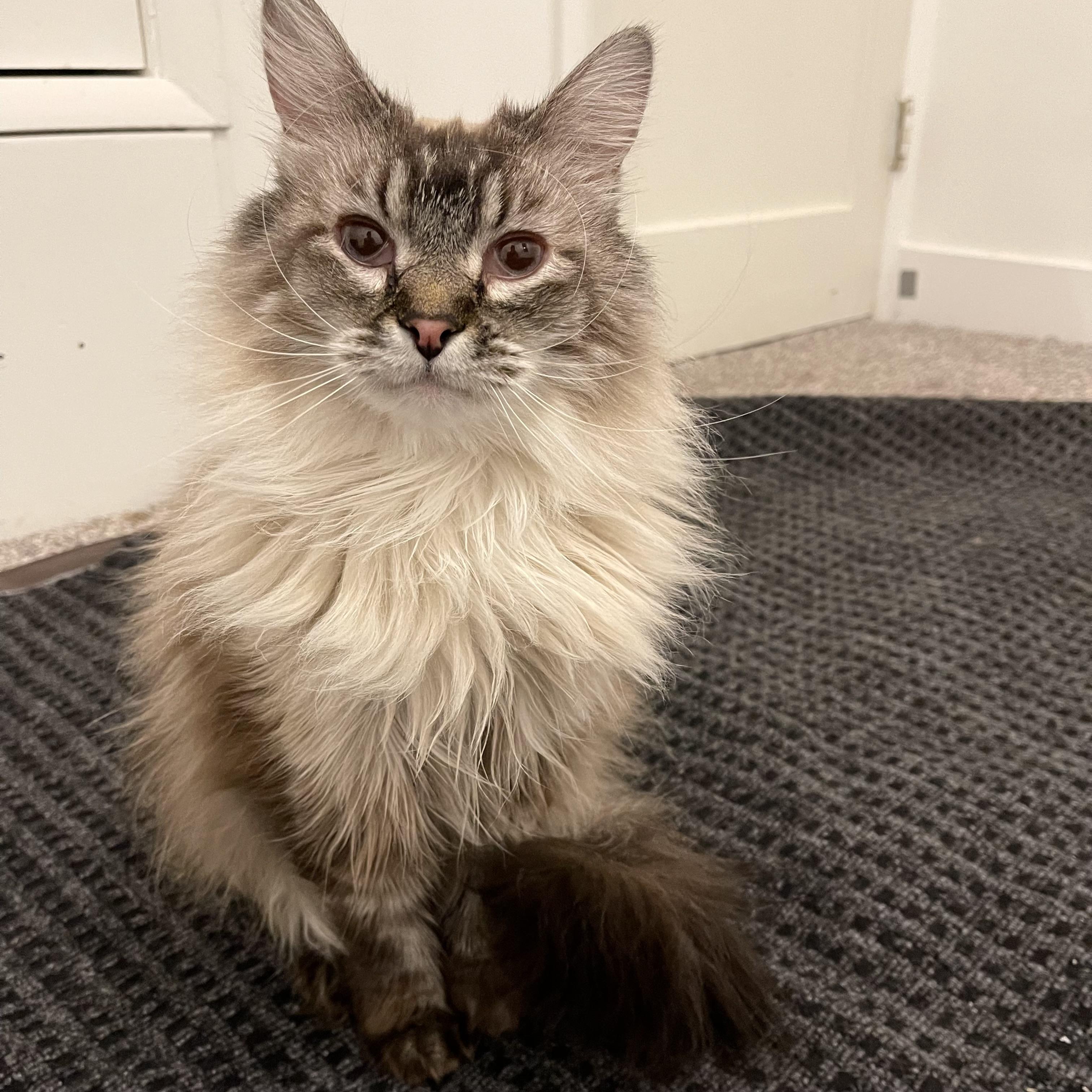 Willow, Adoptable, Adult Female Siamese.