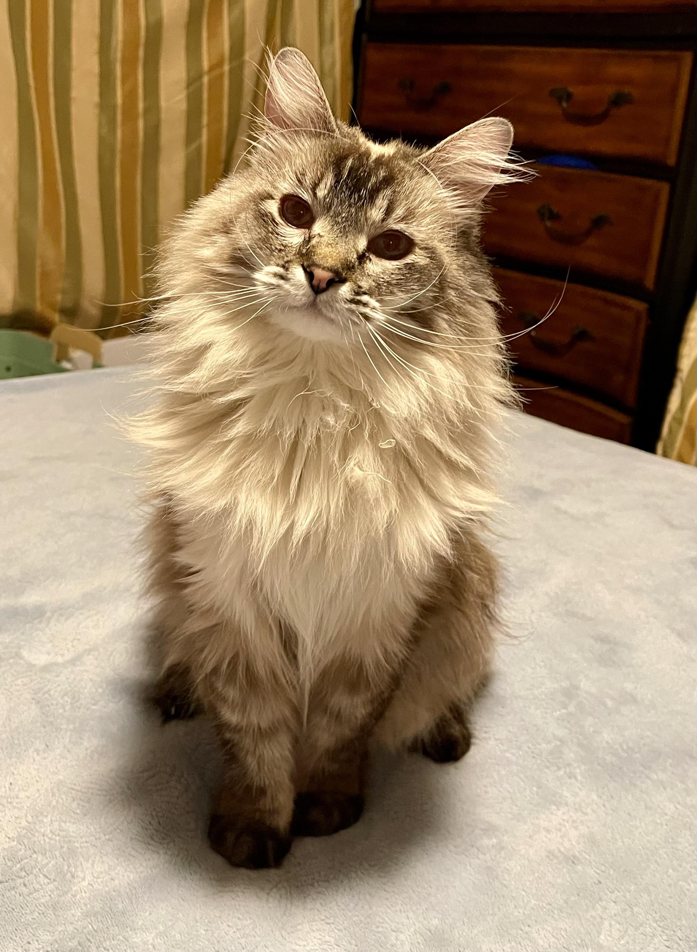 Enlarge Willow, an adoptable mixed breed in Pocatello, ID image 6/6