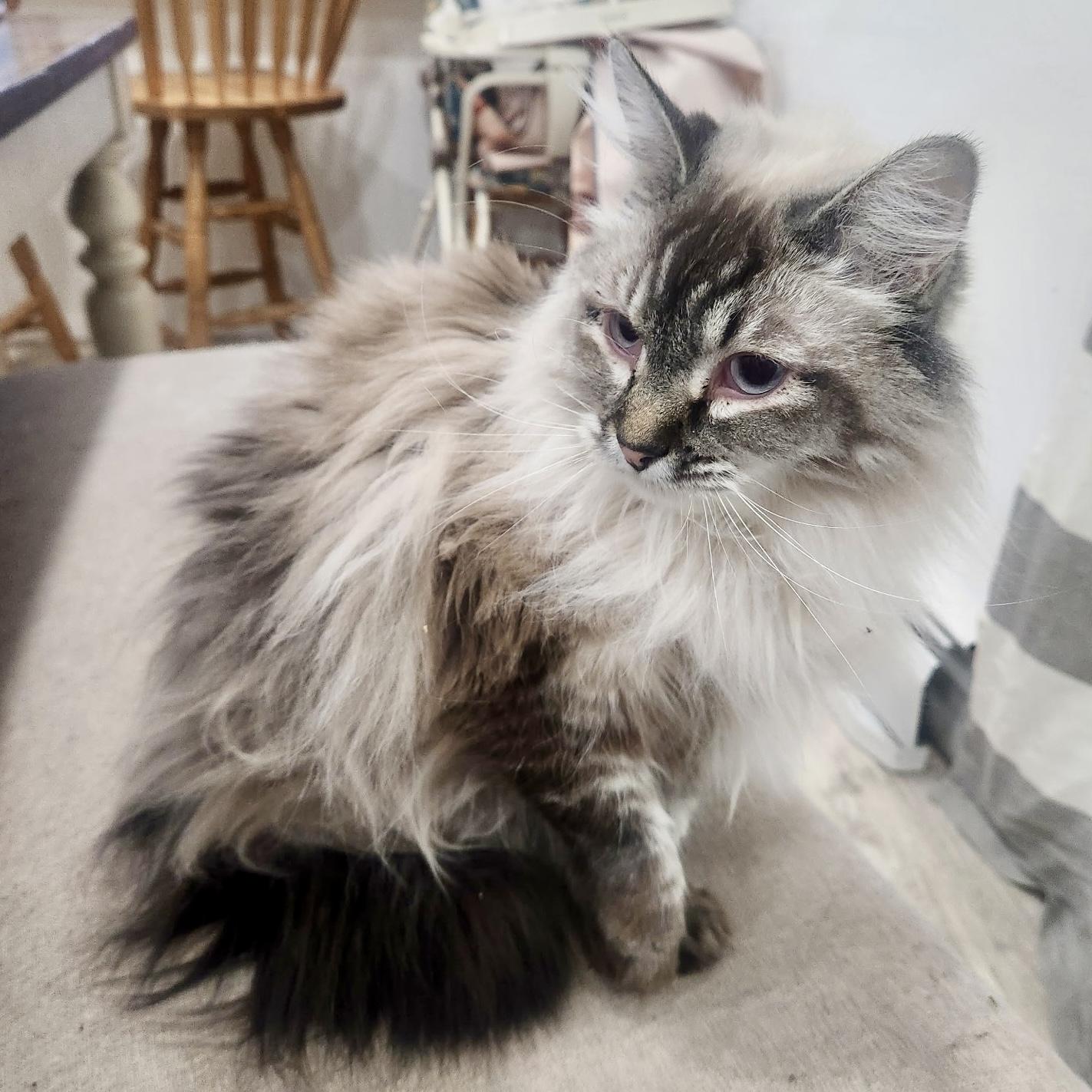 Willow, a Adoptable mixed breed in Pocatello, ID image 4/6