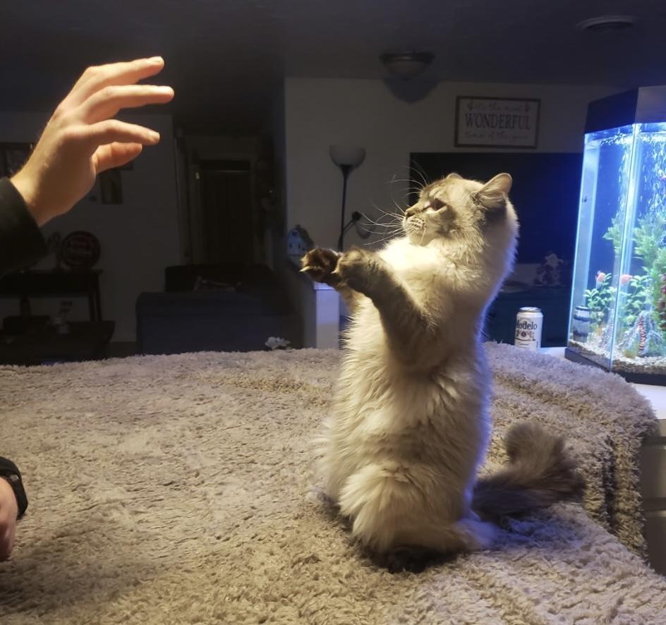 Willow, a Adoptable mixed breed in Pocatello, ID image 5/6