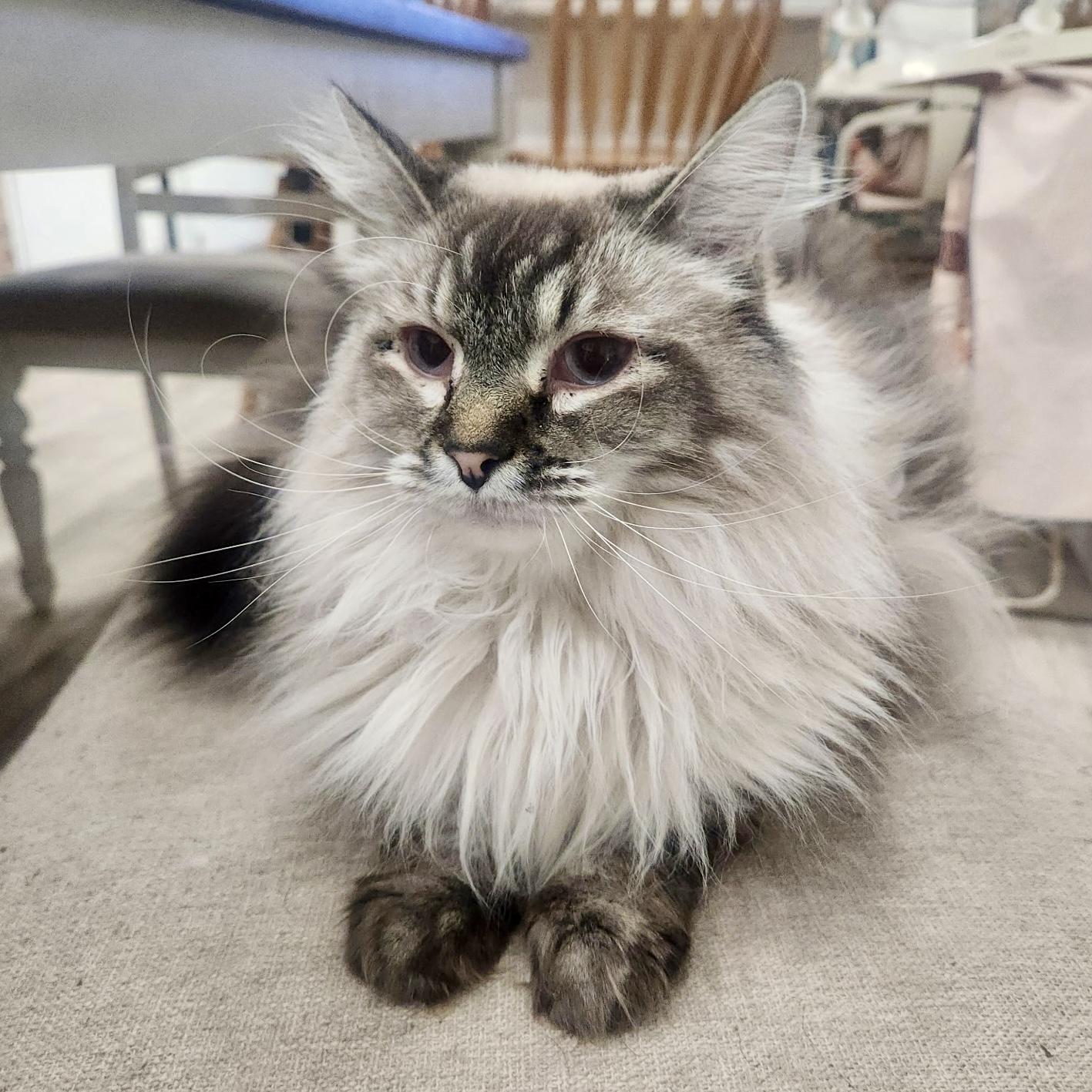 Willow, Adoptable, Adult Female Siamese.