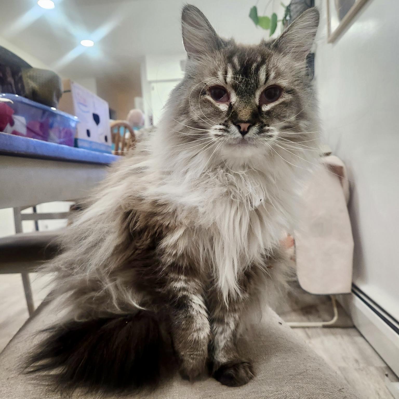 Willow, a Adoptable mixed breed in Pocatello, ID image 6/6