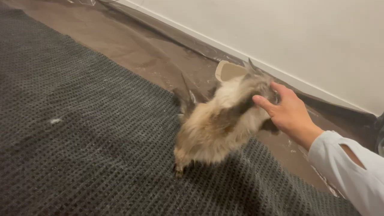 Enlarge Willow, a Adoptable mixed breed in Pocatello, ID video 6/6