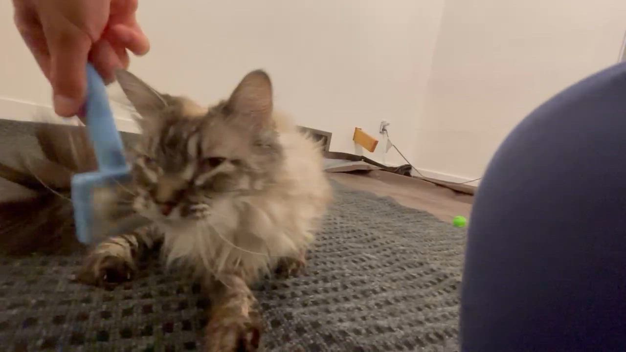 Enlarge Willow, a Adoptable mixed breed in Pocatello, ID video 3/6