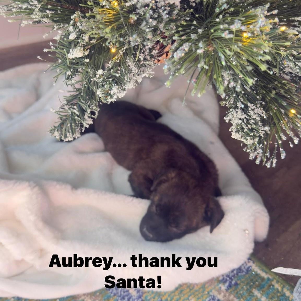 Enlarge Aubrey, a Adoptable mixed breed in Fort Mill, SC image 3/3