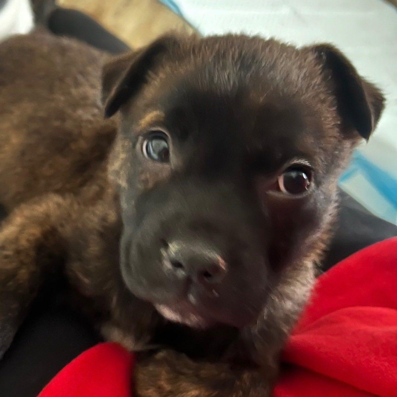 Enlarge Aubrey, a Adoptable mixed breed in Fort Mill, SC image 1/3