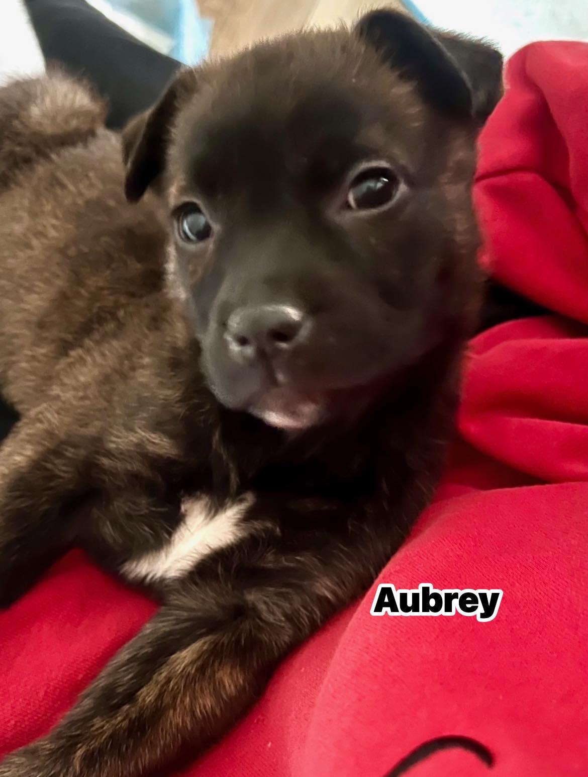 Enlarge Aubrey, a Adoptable mixed breed in Fort Mill, SC image 2/3