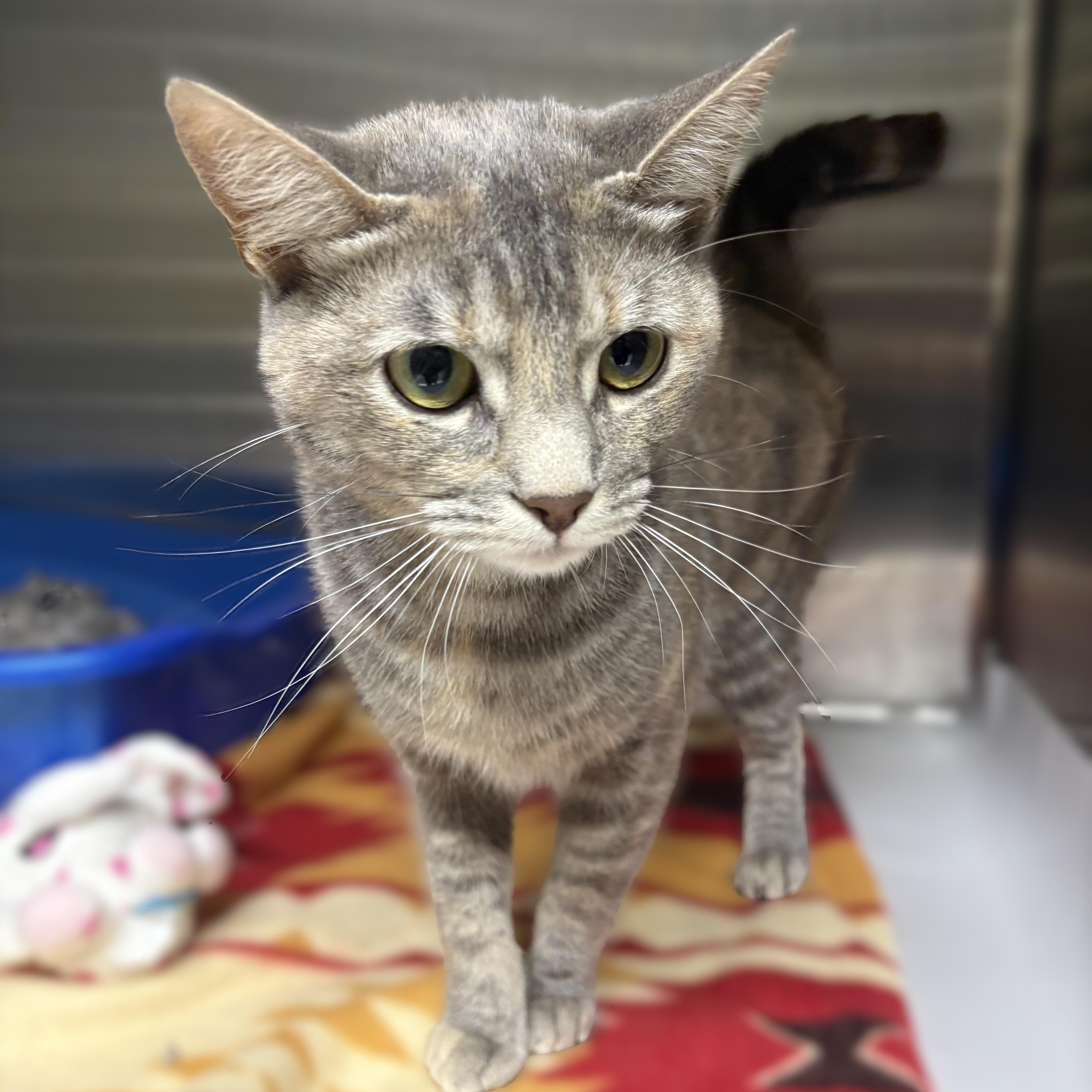 Savannah- 52873, a ADOPTABLE Domestic Short Hair in Columbia, MD image 1/2