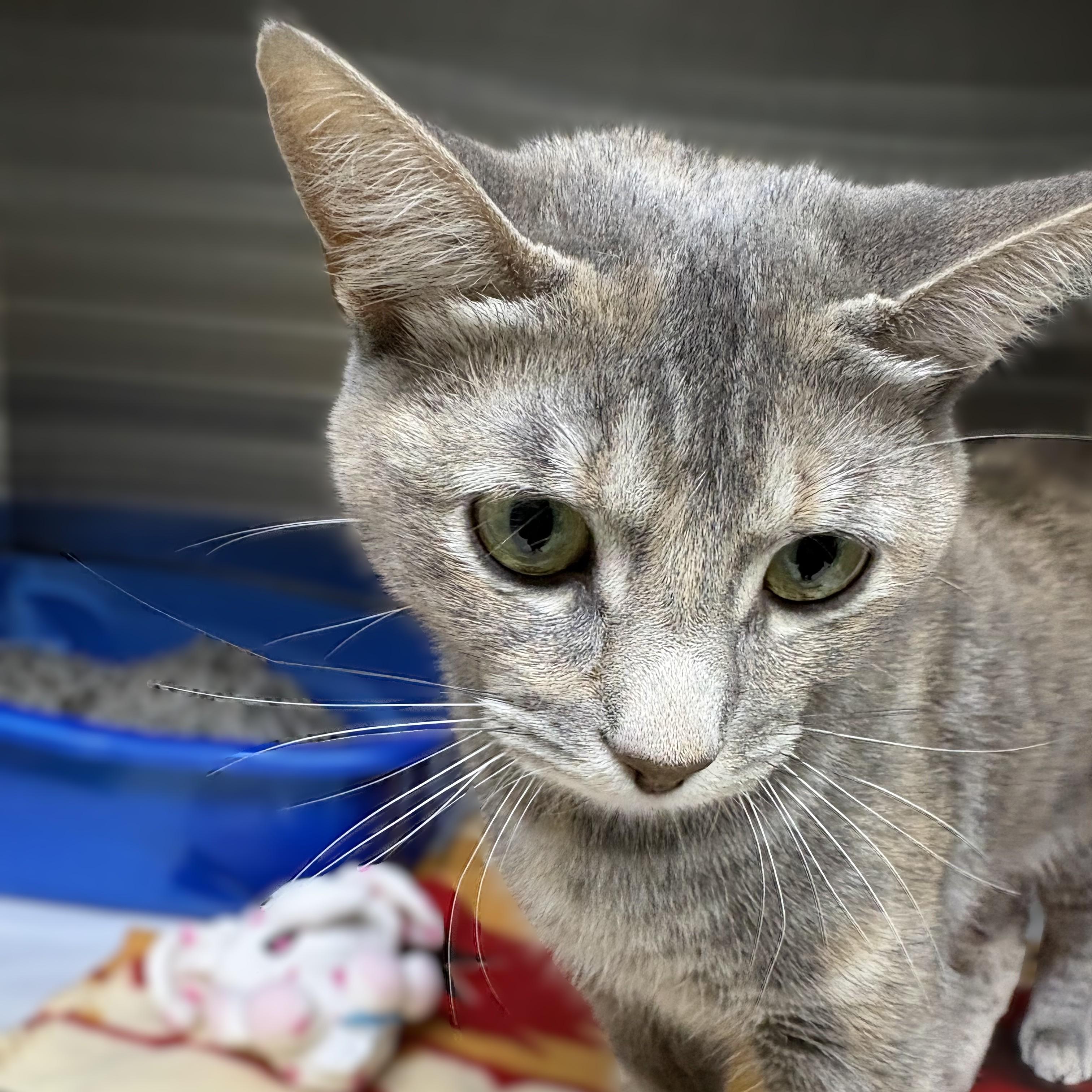Savannah- 52873, a ADOPTABLE Domestic Short Hair in Columbia, MD image 2/2