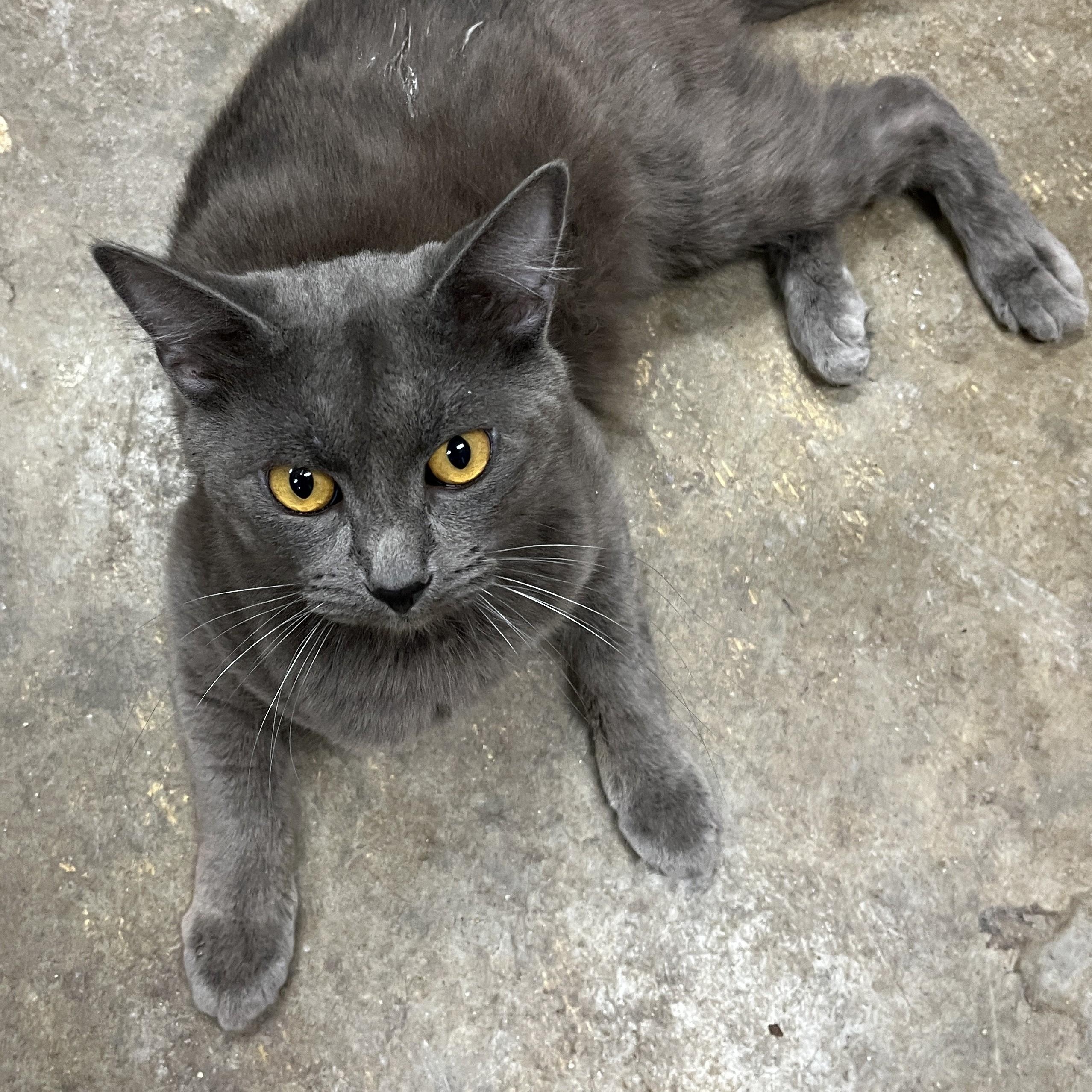 Earl Grey thumbnail 5