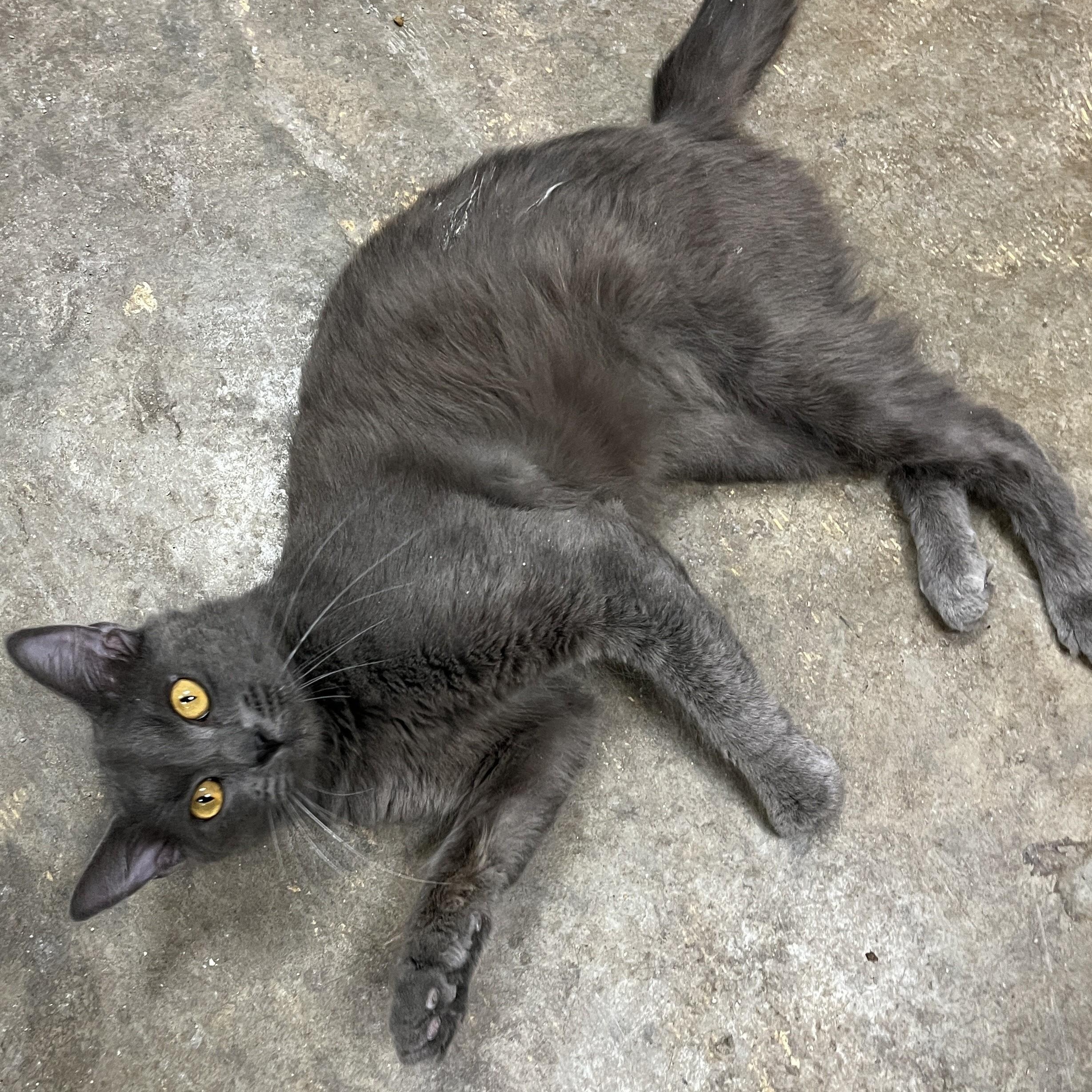 Earl Grey thumbnail 4