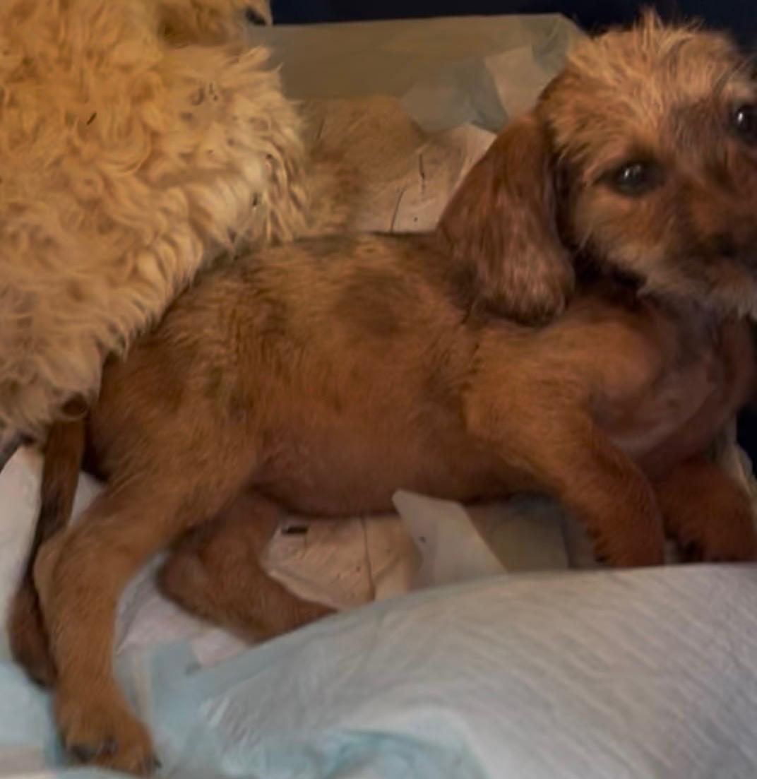 Peanut, ADOPTABLE, Puppy Female Dachshund & Chihuahua.