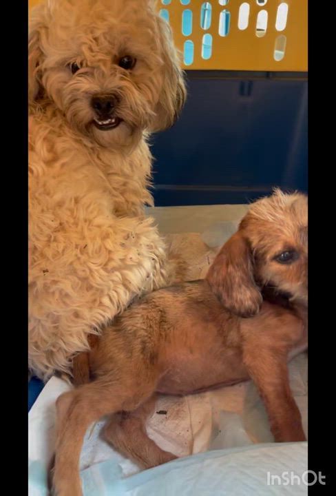 Enlarge Peanut, a ADOPTABLE mixed breed in Gainesville, VA video 2/2