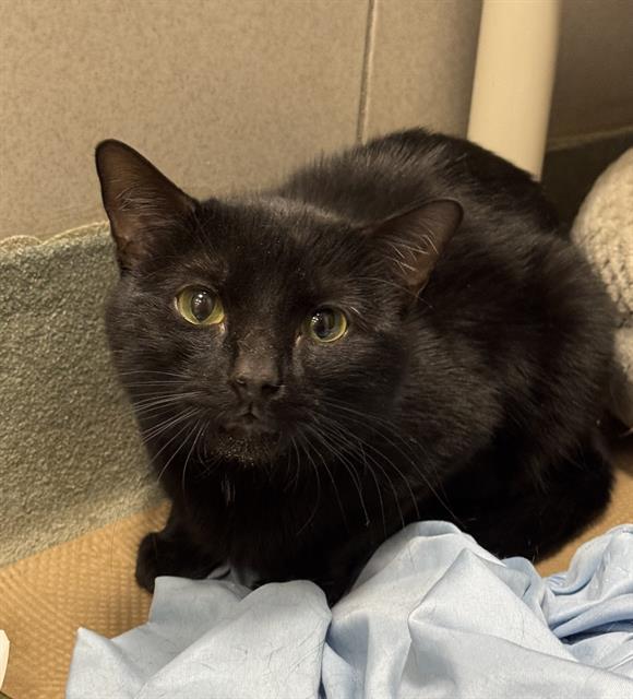 INDY, Adoptable, Young Male Domestic Short Hair.