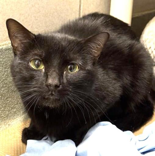 Enlarge INDY, a Adoptable Domestic Short Hair in Boston, MA image 1/1