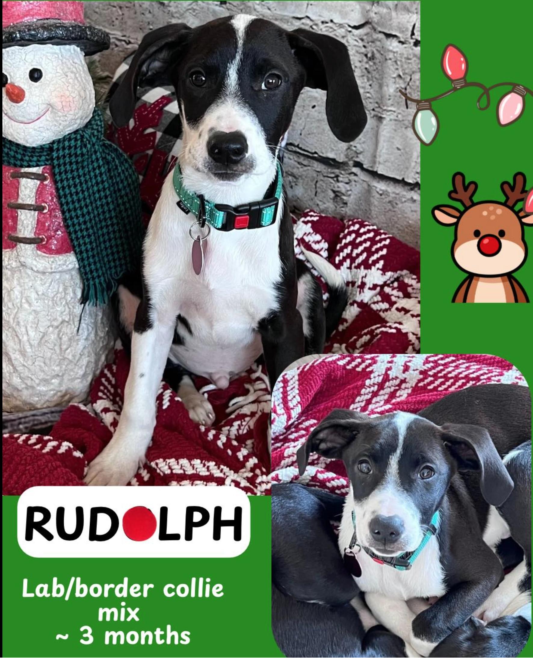 Enlarge Rudolph, a ADOPTABLE mixed breed in Cedarburg, WI image 2/6