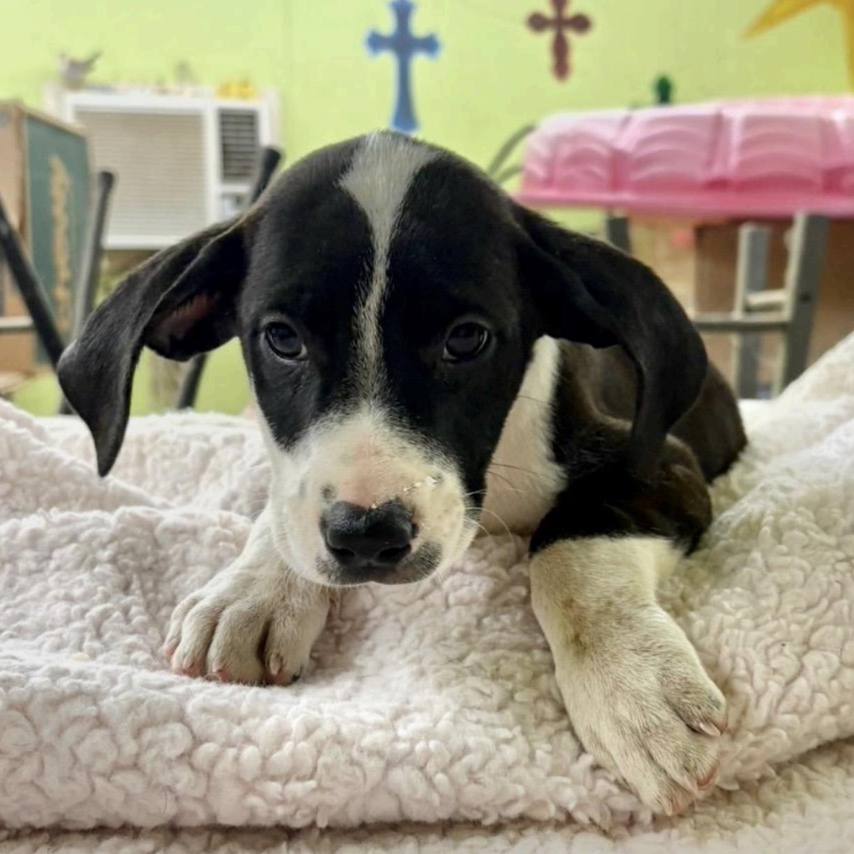 Enlarge Rudolph, a ADOPTABLE mixed breed in Cedarburg, WI image 3/6