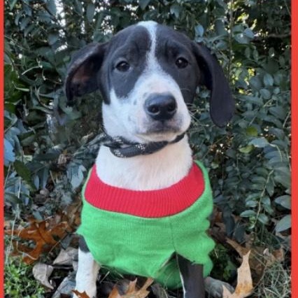 Enlarge Rudolph, a ADOPTABLE mixed breed in Cedarburg, WI image 4/6