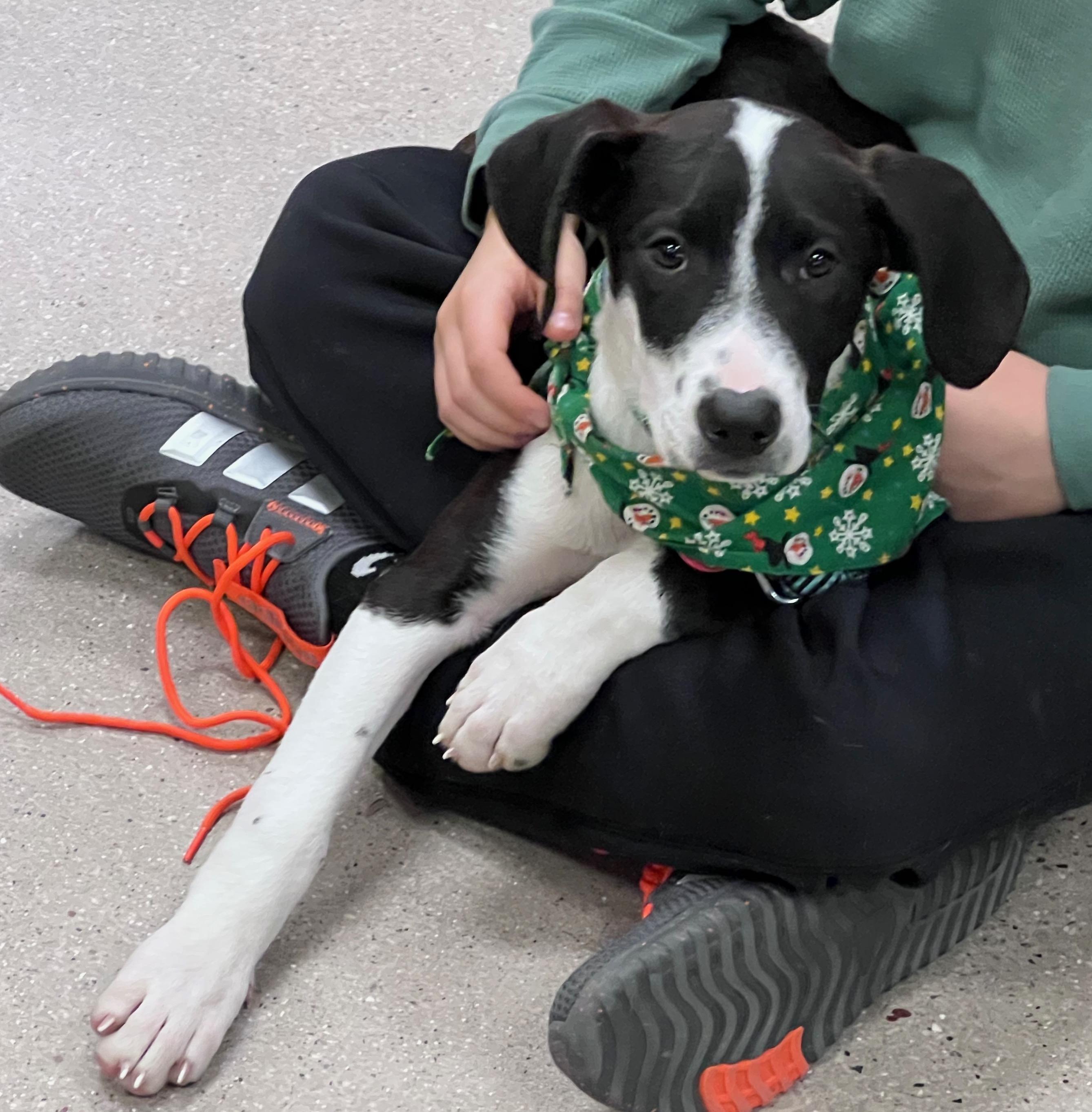 Enlarge Rudolph, a ADOPTABLE mixed breed in Cedarburg, WI image 1/6
