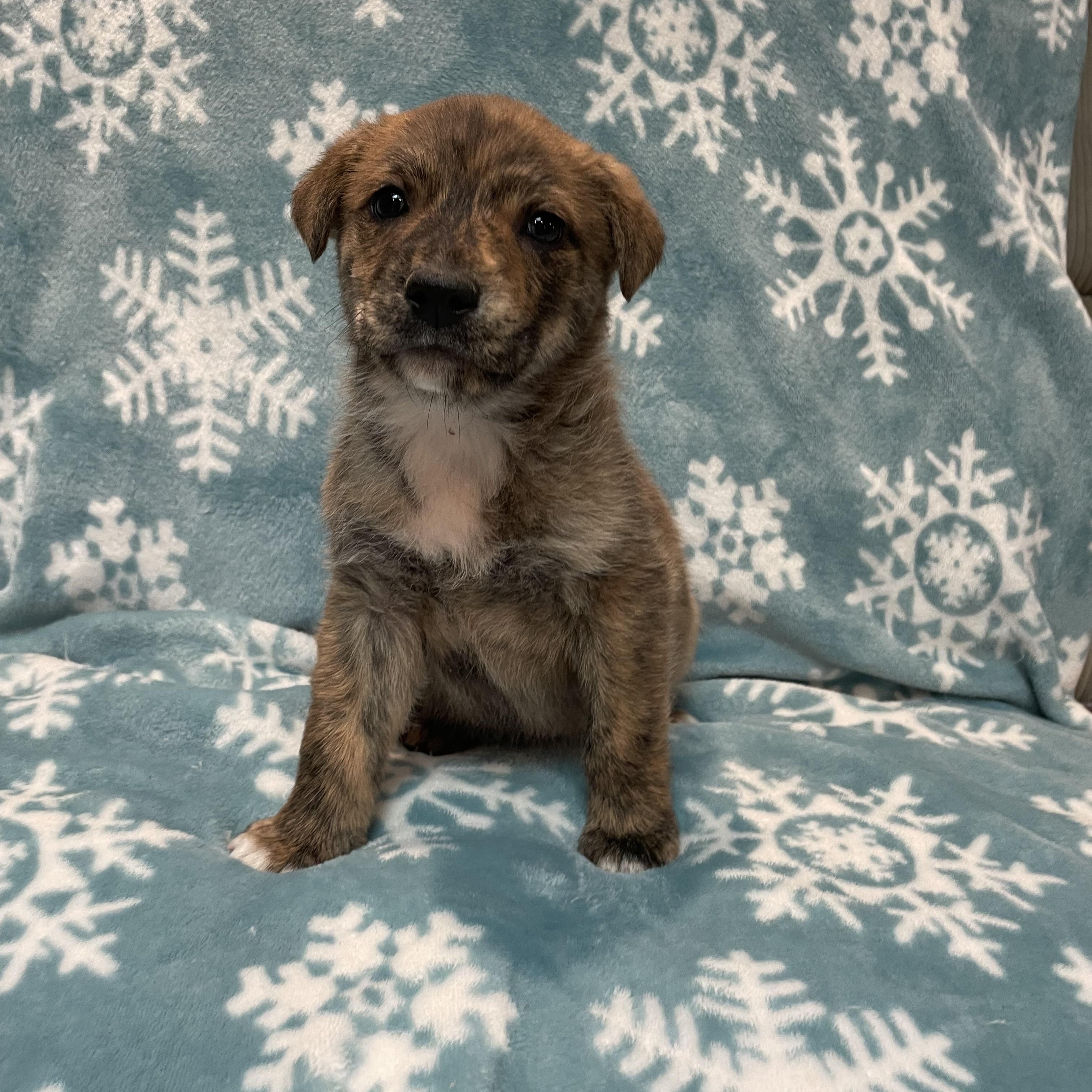 Cole, adopted, Puppy Male German Shepherd Dog.