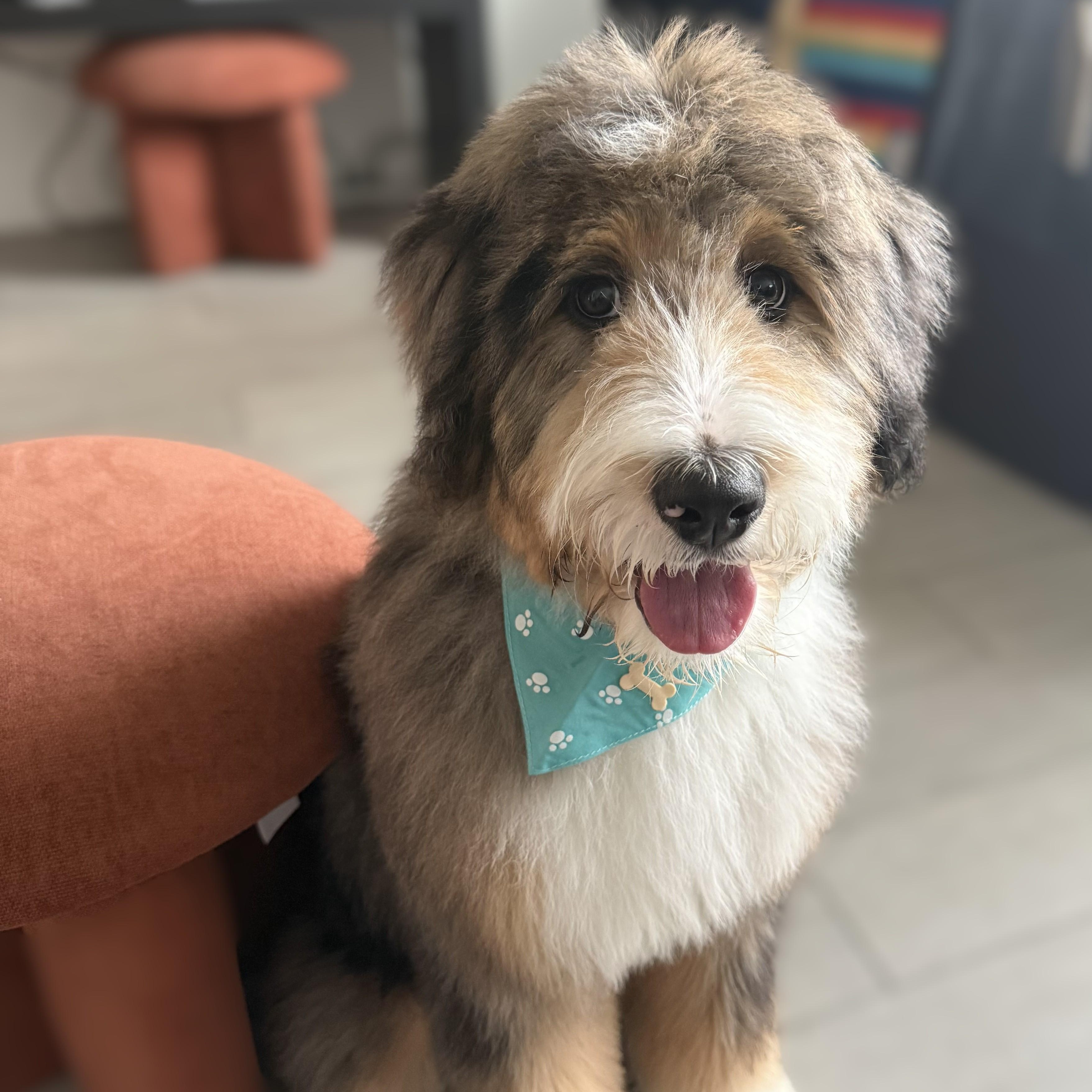 Enlarge PUPPY:  Max ~~ ATLANTA AREA ~~ CONTACT DIANE FOR INFO ~~ wcwdsw@gmail.com, an adopted mixed breed in Alpharetta, GA image 2/5